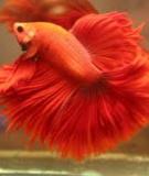 Tìm hiểu về cá Betta Splendens đuôi dài