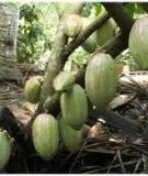 Mô hình trồng Ca cao xen vườn Dừa