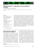 Báo cáo khoa học: Mitochondrial Ca2+ sequestration and precipitation revisited