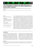 Báo cáo khoa học: The Promyelocytic Leukemia Zinc Finger (PLZF ) gene is a novel transcriptional target of the CCAAT-DisplacementProtein (CUX1) repressor