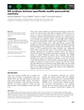 Báo cáo khoa học: NO synthase isoforms speciﬁcally modify peroxynitrite reactivity