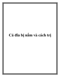 Cá đĩa bị nấm và cách trị