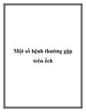 Một số bệnh thường gặp trên ếch