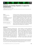 Báo cáo khoa học: Apoptosis and autophagy: Regulation of caspase-9 by phosphorylation