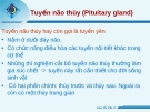 Tuyến não thùy (Pituitary gland)