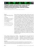 Báo cáo khoa học: Cobalamin uptake and reactivation occurs through speciﬁc protein interactions in the methionine synthase–methionine synthase reductase complex