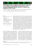 Báo cáo khoa học: ATP-binding domain of heat shock protein 70 is essential for its effects on the inhibition of the release of the second mitochondria-derived activator of caspase and apoptosis in C2C12 cells