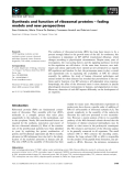 Báo cáo khoa học: Synthesis and function of ribosomal proteins – fading models and new perspectives