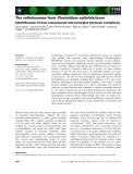 Báo cáo khoa học: The cellulosomes from Clostridium cellulolyticum Identiﬁcation of new components and synergies between complexes