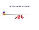 CƠ QUAN SINH SẢN CÂY HẠT KÍN  HOA