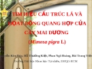 TÌM HIỂU CẤU TRÚC LÁ VÀ HỌAT ĐỘNG QUANG HỢP CỦA CÂY MAI DƯƠNG 