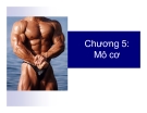 Bài giảng Chương 5: Mô cơ