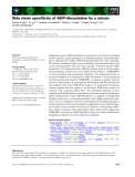 Báo cáo khoa học: Side chain speciﬁcity of ADP-ribosylation by a sirtuin