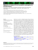 Báo cáo khoa học: Regulation of calpain B from Drosophila melanogaster by phosphorylation