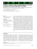 Báo cáo khoa học: Collagen I regulates matrix metalloproteinase-2 activation in osteosarcoma cells independent of S100A4