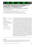 Báo cáo khoa học: Ca2+/calmodulin-dependent kinase II signalling cascade mediates P2X7 receptor-dependent inhibition of neuritogenesis in neuroblastoma cells