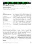 Báo cáo khoa học: Evidence of a new phosphoryl transfer system in nucleotide metabolism