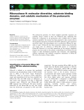 Báo cáo khoa học: Ribonuclease H: molecular diversities, substrate binding domains, and catalytic mechanism of the prokaryotic enzymes