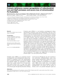 Báo cáo khoa học: Frataxin deﬁciency causes upregulation of mitochondrial Lon and ClpP proteases and severe loss of mitochondrial Fe–S proteins