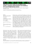 Báo cáo khoa học: Helicobacter pylori single-stranded DNA binding protein – functional characterization and modulation of H. pylori DnaB helicase activity