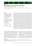 Báo cáo khoa học: Ribonuclease H: the enzymes in eukaryotes