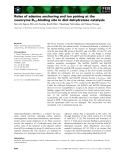 Báo cáo khoa học: Roles of adenine anchoring and ion pairing at the coenzyme B12-binding site in diol dehydratase catalysis