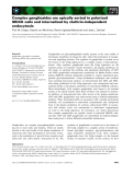 Báo cáo khoa học: Complex gangliosides are apically sorted in polarized MDCK cells and internalized by clathrin-independent endocytosis