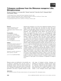 Báo cáo khoa học: Triterpene synthases from the Okinawan mangrove tribe, Rhizophoraceae