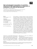 Báo cáo khoa học: Cell cycle-dependent transcription of cyclin B2 is inﬂuenced by DNA methylation but is independent of methylation in the CDE and CHR elements