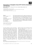 Báo cáo khoa học: Interactions of elongation factor EF-P with the Escherichia coli ribosome