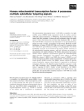 Báo cáo khoa học: Human mitochondrial transcription factor A possesses multiple subcellular targeting signals