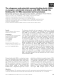 Báo cáo khoa học: The chaperone and potential mannan-binding lectin (MBL) co-receptor calreticulin interacts with MBL through the binding site for MBL-associated serine proteases