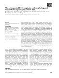 Báo cáo khoa học: The tetraspanin CD151 regulates cell morphology and intracellular signaling on laminin-511