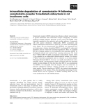 Báo cáo khoa học: Intracellular degradation of somatostatin-14 following somatostatin-receptor 3-mediated endocytosis in rat insulinoma cells