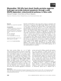 Báo cáo khoa học: Mammalian 105 kDa heat shock family proteins suppress hydrogen peroxide-induced apoptosis through a p38 MAPK-dependent mitochondrial pathway in HeLa cells