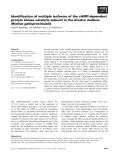 Báo cáo khoa học: Identiﬁcation of multiple isoforms of the cAMP-dependent protein kinase catalytic subunit in the bivalve mollusc Mytilus galloprovincialis