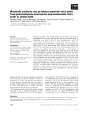 Báo cáo khoa học: Metabolic pathway that produces essential fatty acids from polymethylene-interrupted polyunsaturated fatty acids in animal cells