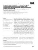 Báo cáo khoa học: Staphylococcal enterotoxin C1-induced pyrogenic cytokine production in human peripheral blood mononuclear cells is mediated by NADPH oxidase and nuclear factor-kappa B