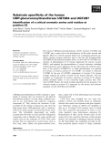 Báo cáo khoa học: Substrate speciﬁcity of the human UDP-glucuronosyltransferase UGT2B4 and UGT2B7 Identiﬁcation of a critical aromatic amino acid residue at position 33