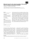 Báo cáo khoa học: Molecular basis for the subunit assembly of the primase from an archaeon Pyrococcus horikoshii