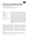 Báo cáo khoa học: Phosphorylation of the large subunit of replication factor C is associated with adipocyte differentiation