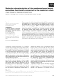 Báo cáo khoa học: Molecular characterization of the membrane-bound quinol peroxidase functionally connected to the respiratory chain