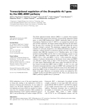 Báo cáo khoa học: Transcriptional regulation of the Drosophila rfc1 gene by the DRE–DREF pathway