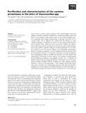 Báo cáo khoa học: Puriﬁcation and characterization of the cysteine proteinases in the latex of Vasconcellea spp.