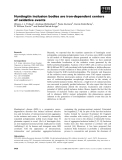 Báo cáo khoa học: Huntingtin inclusion bodies are iron-dependent centers of oxidative events