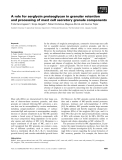 Báo cáo khoa học: A role for serglycin proteoglycan in granular retention and processing of mast cell secretory granule components