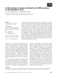 Báo cáo khoa học: A ribonuclease zymogen activated by the NS3 protease of the hepatitis C virus