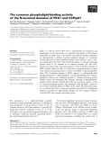 Báo cáo khoa học: The common phospholipid-binding activity of the N-terminal domains of PEX1 and VCP/p97