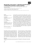 Báo cáo khoa học: Site-speciﬁc casein kinase 1e-dependent phosphorylation of Dishevelled modulates b-catenin signaling