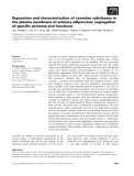 Báo cáo khoa học: Separation and characterization of caveolae subclasses in the plasma membrane of primary adipocytes; segregation of speciﬁc proteins and functions